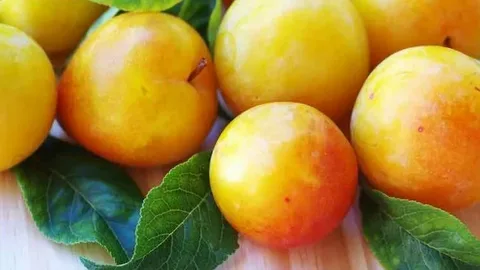 تصویر 4 از خرید و قیمت آلو زرد مجلسی + فروش عمده